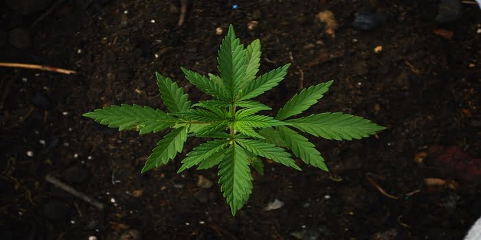Cannabis og hamp: hva er forskjellen?