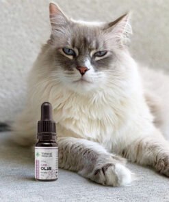 CBD olje til katter 1