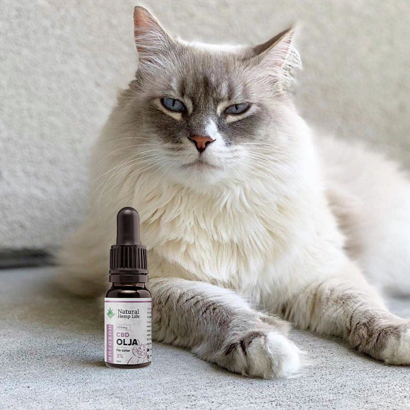 CBD olje til katter 1